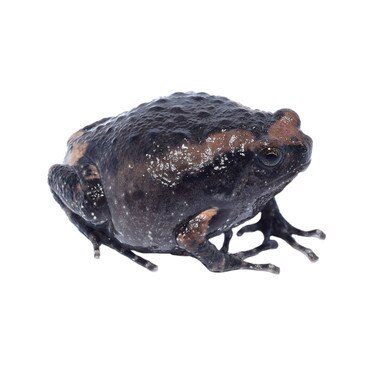 Chubby Frog,